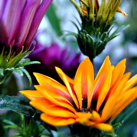 Aparthotel Filoxenia